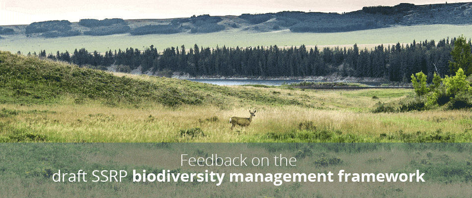 Review of the draft South Saskatchewan region biodiversity management framework