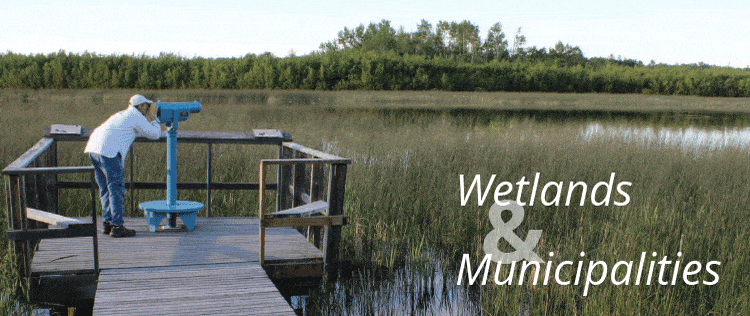 Wetland resources for Alberta municipalities