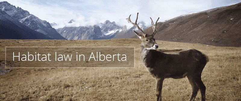 Review of habitat law in Alberta